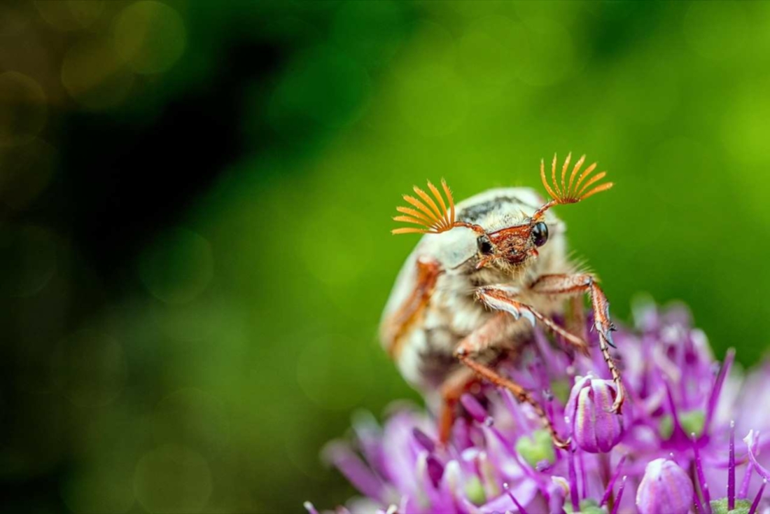cockchafer-2410589_1280_web.jpg cockchafer-2410589_1280_web.jpg
