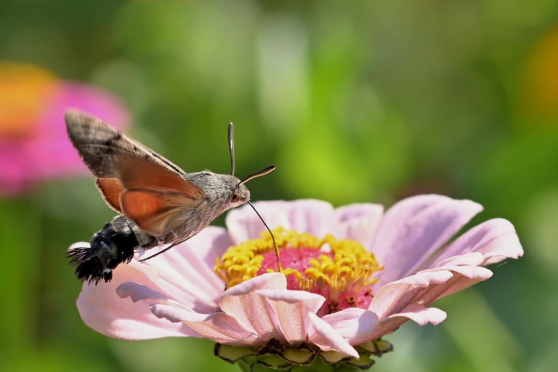jggrz-moth-9016504_pixabay_web.jpg